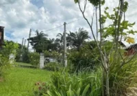 Terreno com vegetação e gramado verde